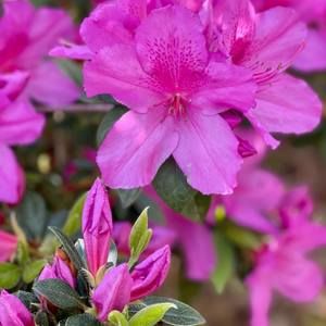 Meet your Posher, Ann